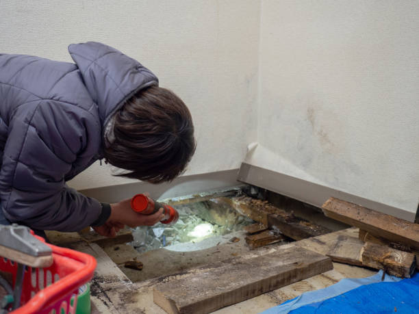 Best Environmental Consulting for Mold Prevention  in Orange Beach, AL