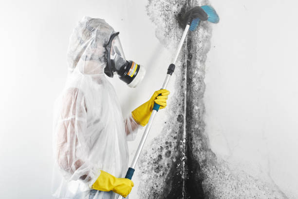 Best Black Mold Removal  in Orange Beach, AL