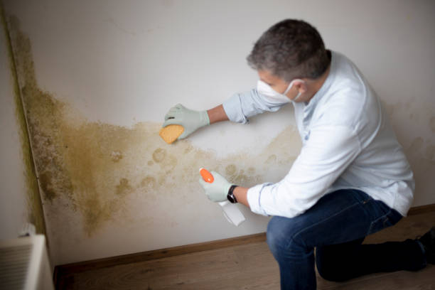 Best Mold Remediation for Healthcare Facilities  in Orange Beach, AL