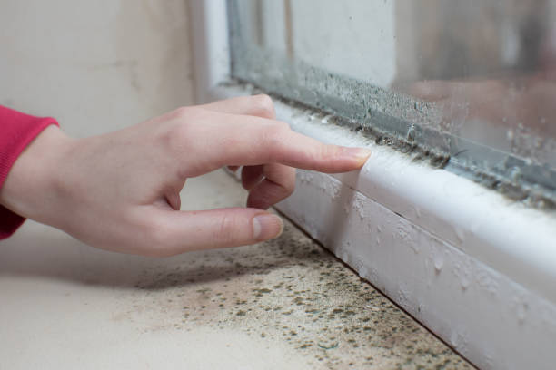 Best Water Damage & Mold Remediation  in Orange Beach, AL