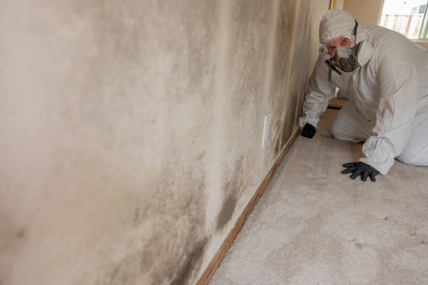 Best Mold Odor Removal Services  in Orange Beach, AL